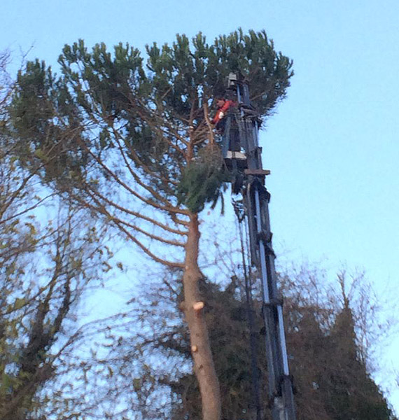 Potatura piante e alberi
